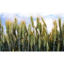 Насіння озимої пшениці "Шестопалівка"