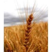 Озима пшениця "Житниця Одеська"