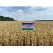 Насіння озимої пшениці "ЗУ Віллем"