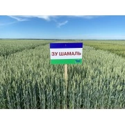 Насіння озимої пшениці "ЗУ Шамаль"