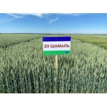 Насіння озимої пшениці "ЗУ Шамаль"